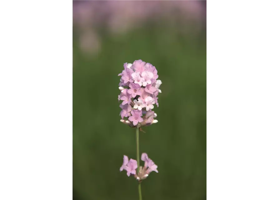 Lavandula ang. 'Coconut Ice' (rosaweiß), 12er Set