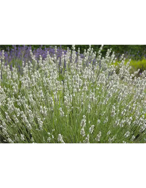 Lavandula x int. 'Heavenly Angel'® (weiß), 12er Set