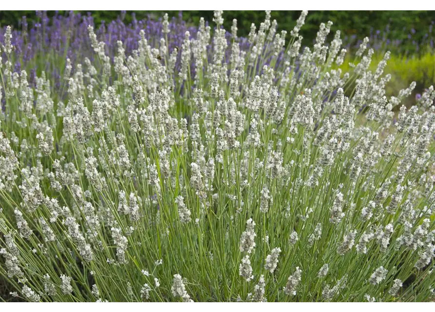 Lavandula x int. 'Heavenly Angel'® (weiß), 12er Set