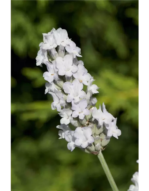 Lavandula x int. 'Heavenly Angel'® (weiß), 12er Set