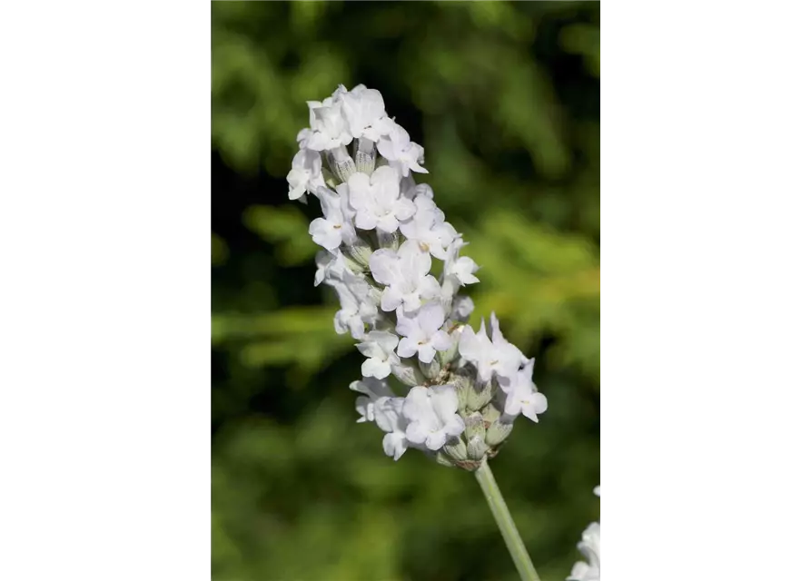 Lavandula x int. 'Heavenly Angel'® (weiß), 12er Set