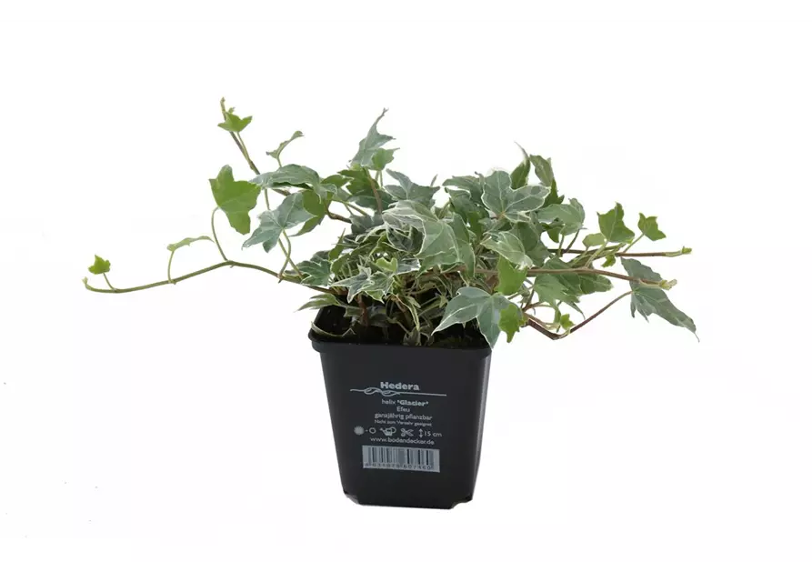 Hedera helix 'Glacier', 12er Set