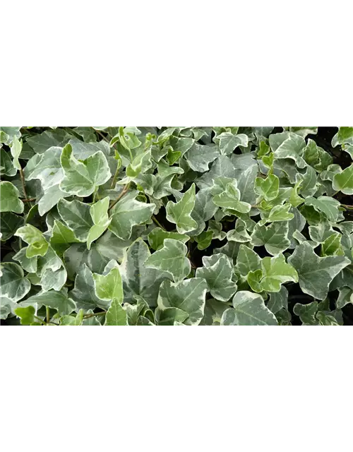 Hedera helix 'Glacier', 12er Set