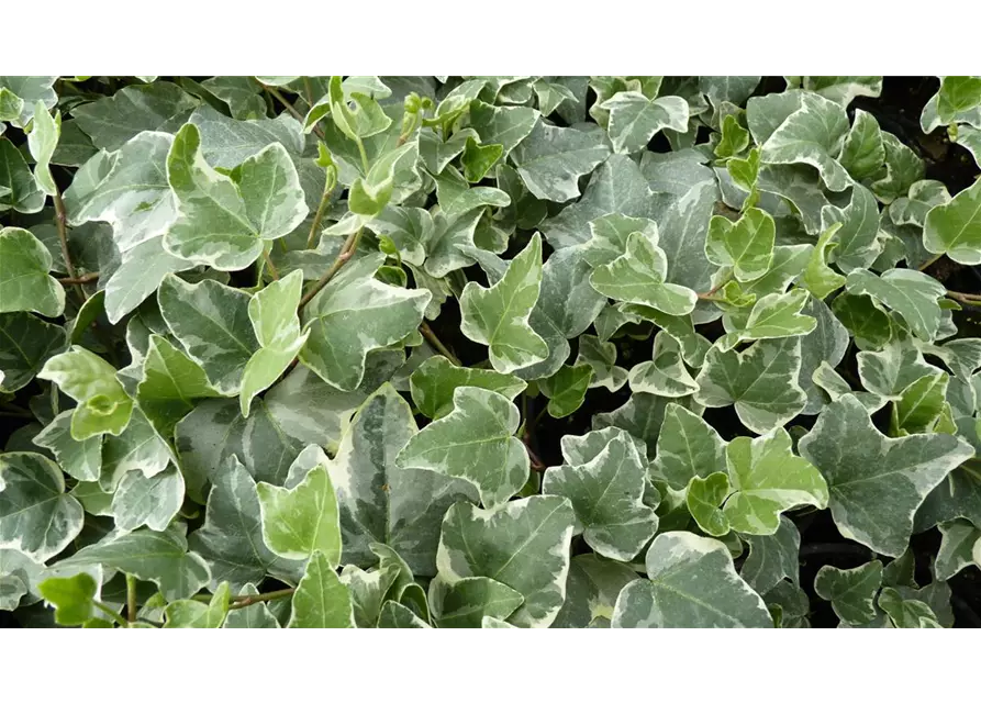 Hedera helix 'Glacier', 12er Set