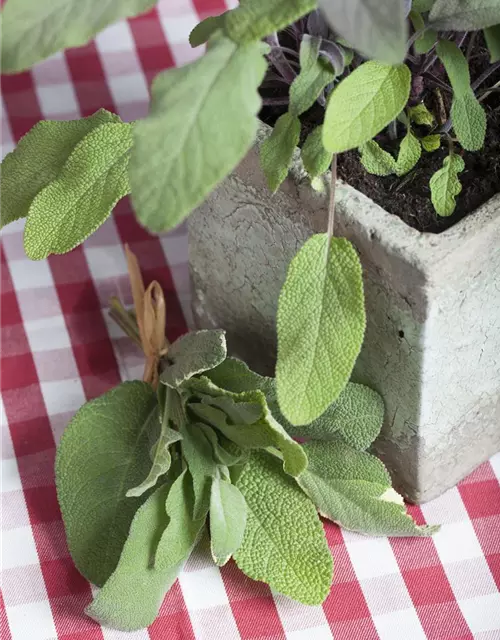 Salvia officinalis