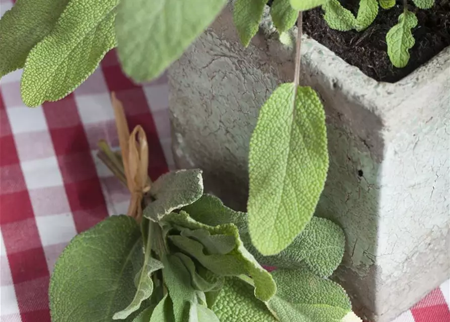 Salvia officinalis