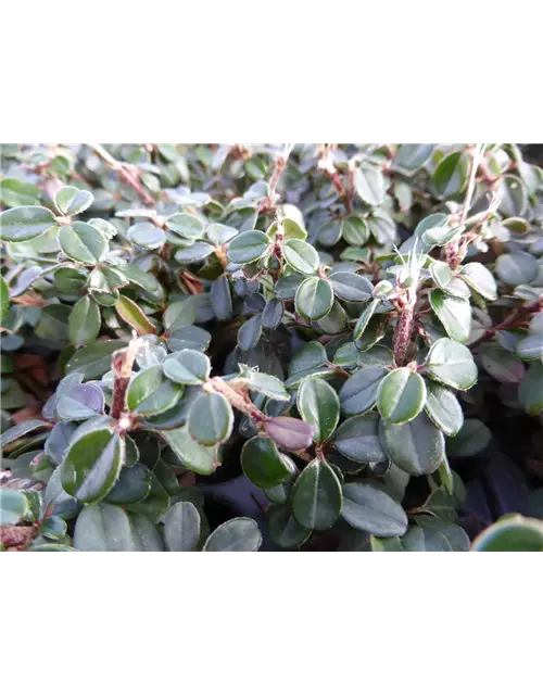 Cotoneaster micro. 'Cochleatus', 12er Set