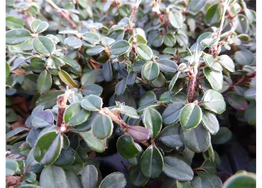 Cotoneaster micro. 'Cochleatus', 12er Set