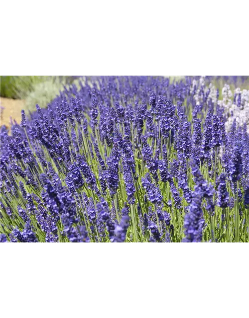 Lavandula ang. 'Elizabeth'® (dunkelviolett), 12er Set