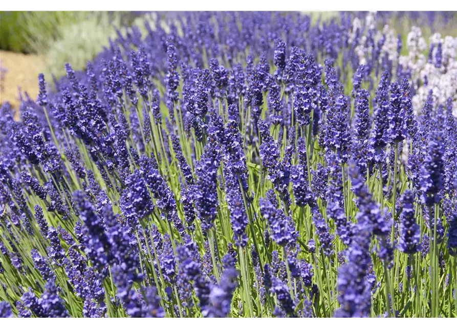 Lavandula ang. 'Elizabeth'® (dunkelviolett), 12er Set