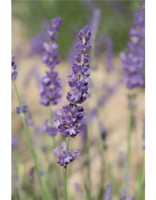 Lavandula ang. 'Elizabeth'® (dunkelviolett), 12er Set