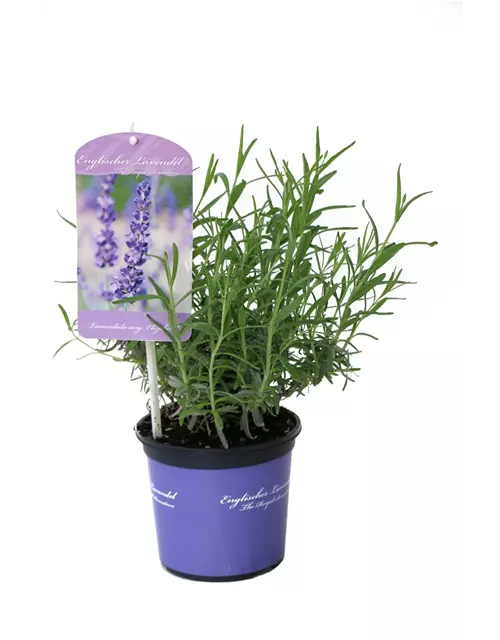 Lavandula ang. 'Elizabeth'® (dunkelviolett), 12er Set