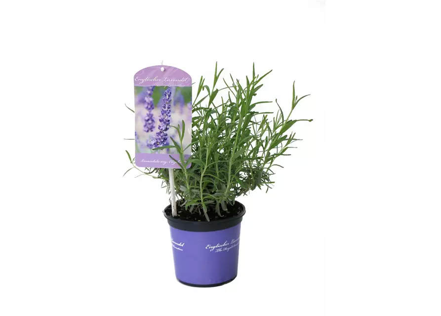 Lavandula ang. 'Elizabeth'® (dunkelviolett), 12er Set