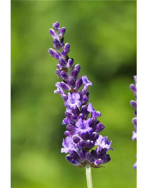 Lavandula x int. 'Heavenly Night'® (dunkelblau), 12er Set