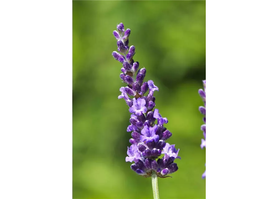 Lavandula x int. 'Heavenly Night'® (dunkelblau), 12er Set