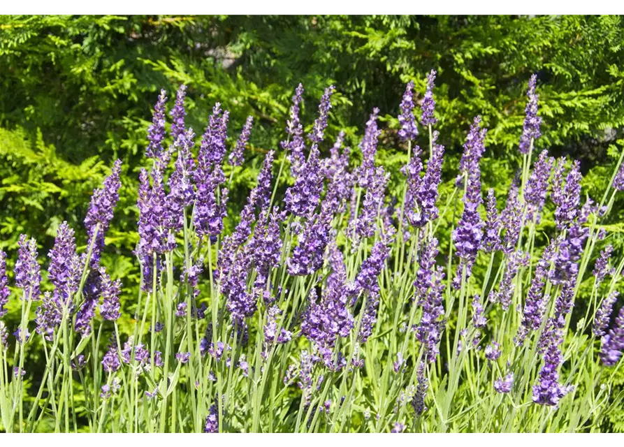 Lavandula x int. 'Heavenly Night'® (dunkelblau), 12er Set