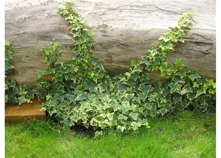 Hedera helix 'Gold Child', 12er Set