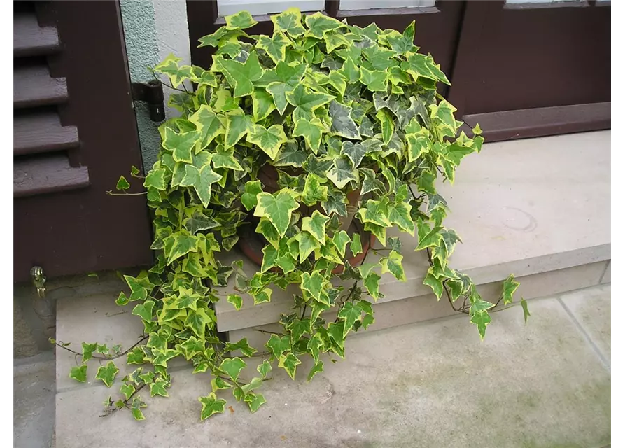 Hedera helix 'Gold Child', 12er Set