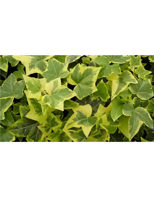 Hedera helix 'Gold Child', 12er Set