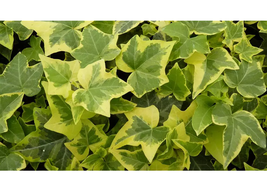 Hedera helix 'Gold Child', 12er Set