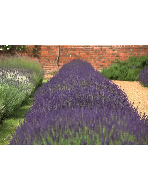 Lavandula ang. 'Hidcote' (blau), 6er Set