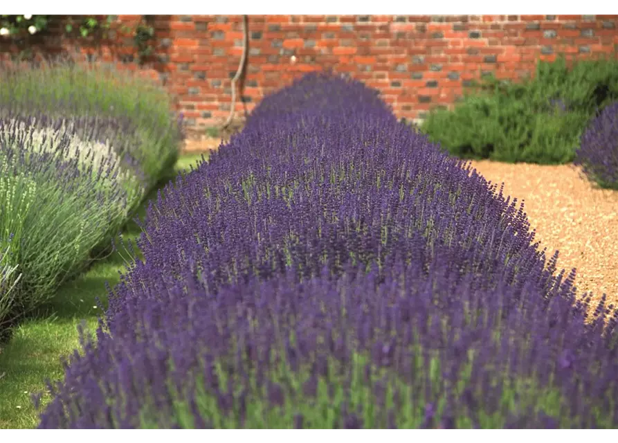 Lavandula ang. 'Hidcote' (blau), 6er Set