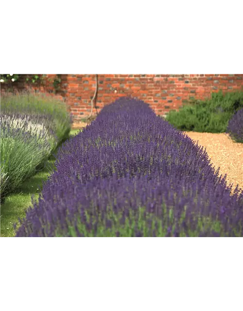 Lavandula ang. 'Hidcote' (blau), 12er Set