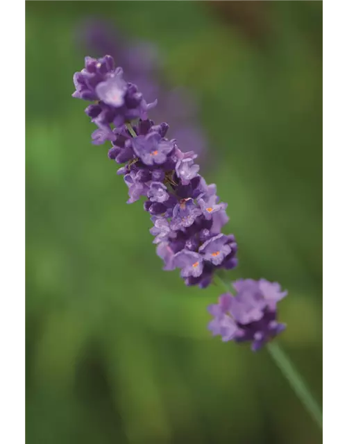 Lavandula ang. 'Hidcote' (blau), 12er Set