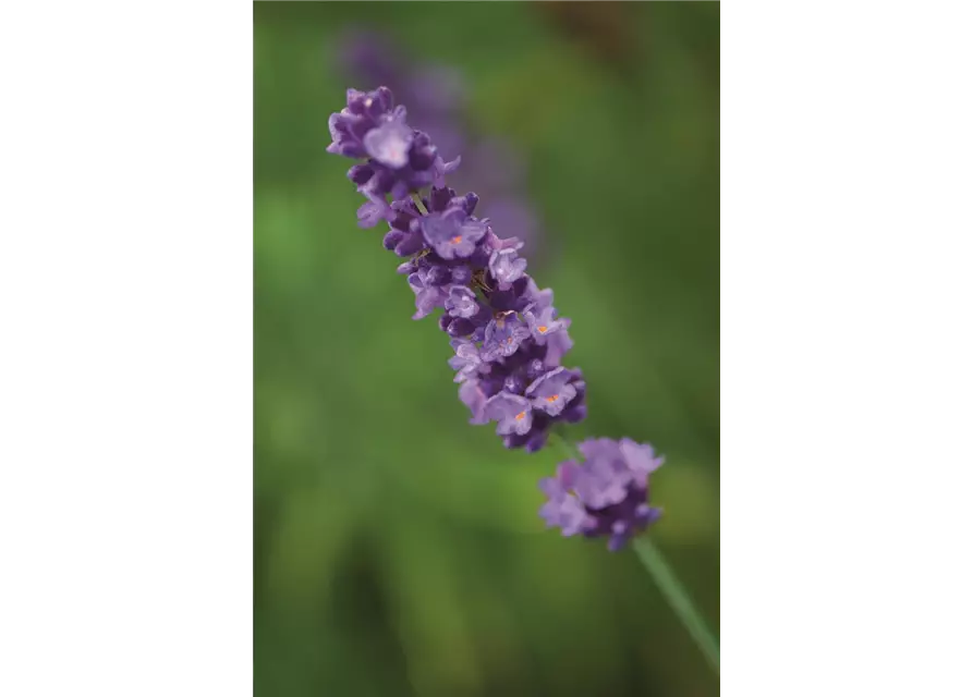 Lavandula ang. 'Hidcote' (blau), 12er Set