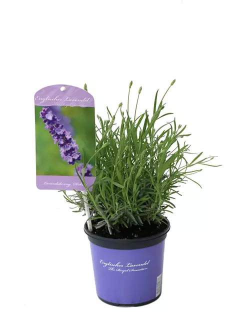 Lavandula ang. 'Hidcote' (blau), 12er Set