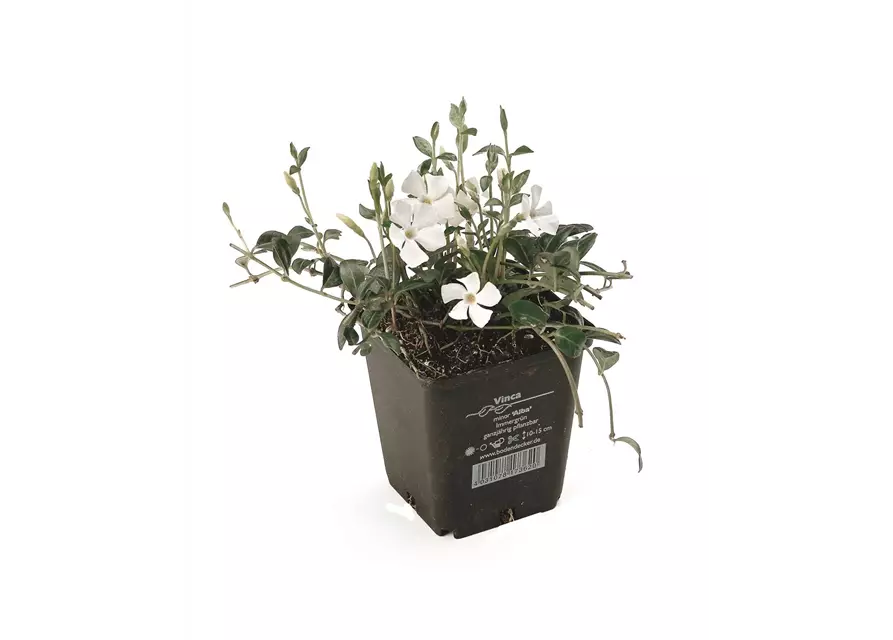 Vinca minor 'Alba', 12er Set