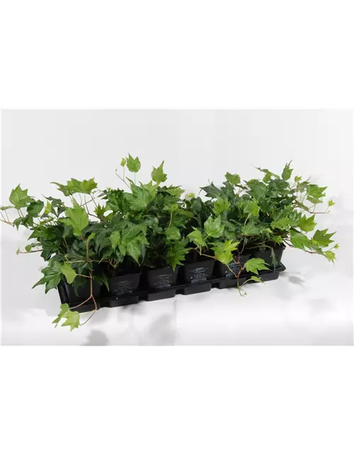 Hedera helix 'Green Ripple', 12er Set