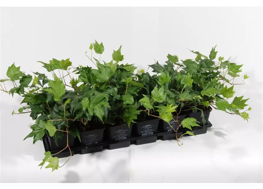 Hedera helix 'Green Ripple', 12er Set