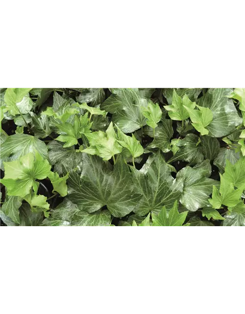 Hedera helix 'Green Ripple', 12er Set