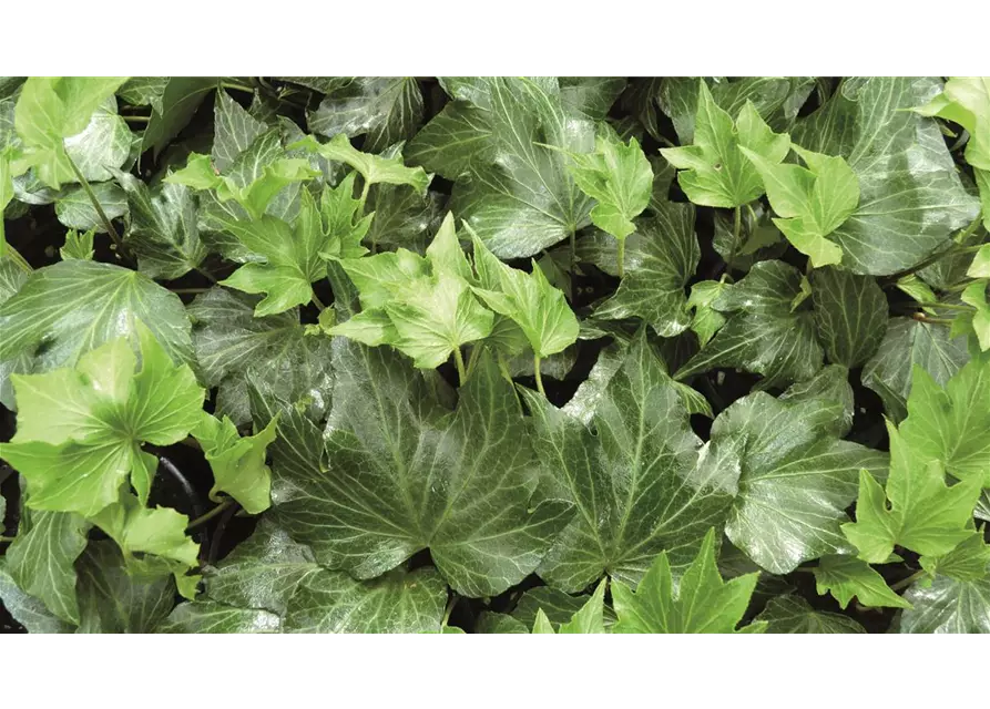 Hedera helix 'Green Ripple', 12er Set