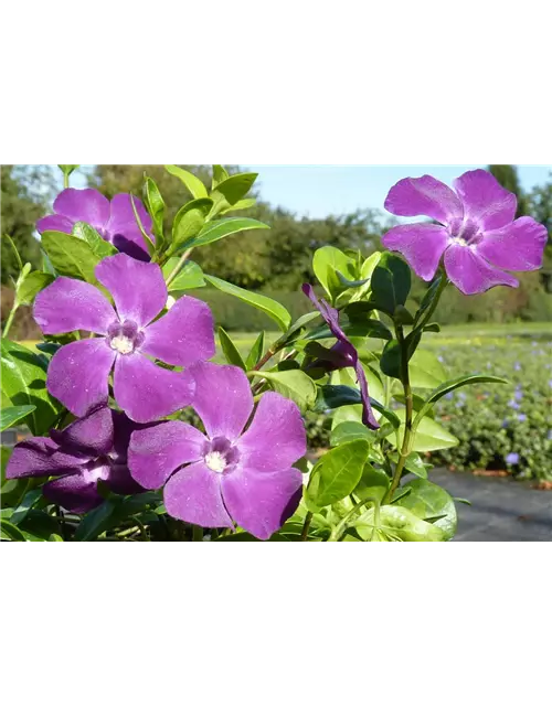 Vinca minor 'Atropurpurea', 12er Set