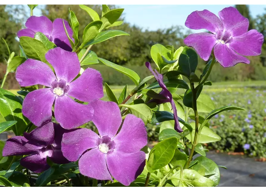 Vinca minor 'Atropurpurea', 12er Set