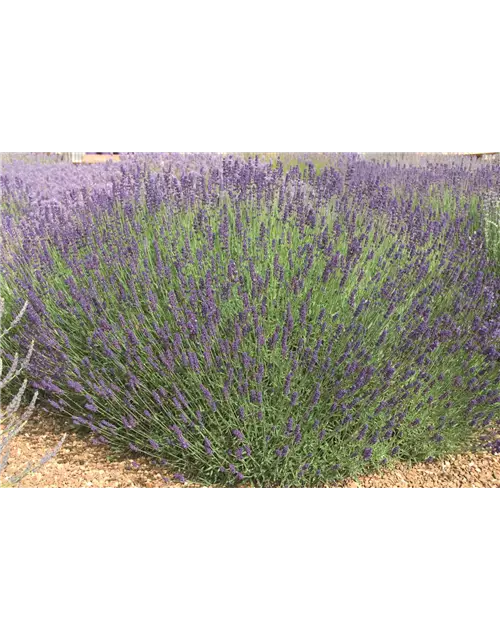 Lavandula ang. 'Imperial Gem' (dunkelblau), 12er Set