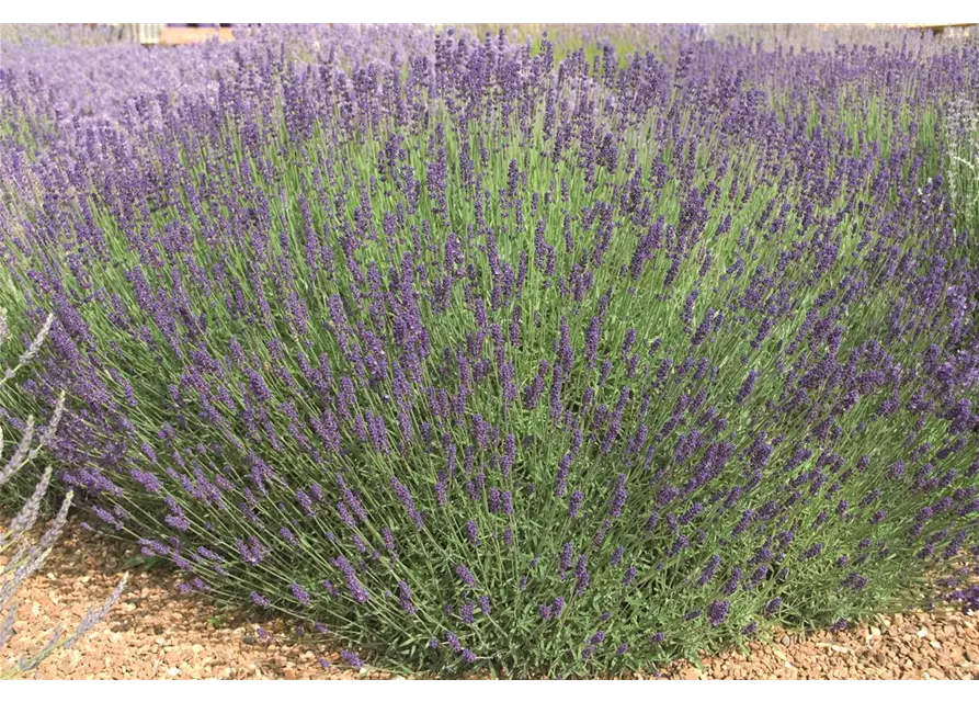 Lavandula ang. 'Imperial Gem' (dunkelblau), 12er Set