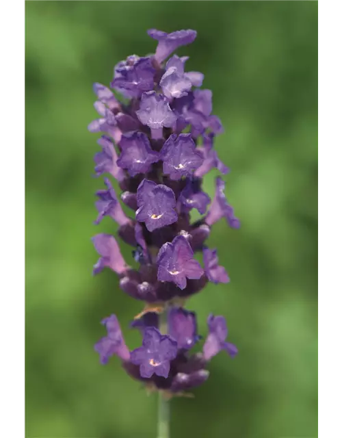 Lavandula ang. 'Imperial Gem' (dunkelblau), 12er Set