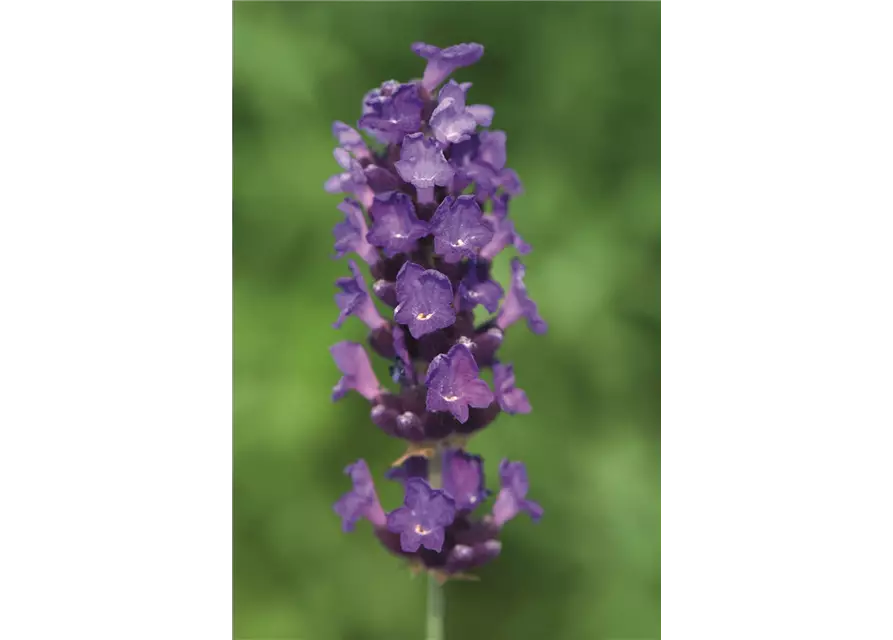 Lavandula ang. 'Imperial Gem' (dunkelblau), 12er Set