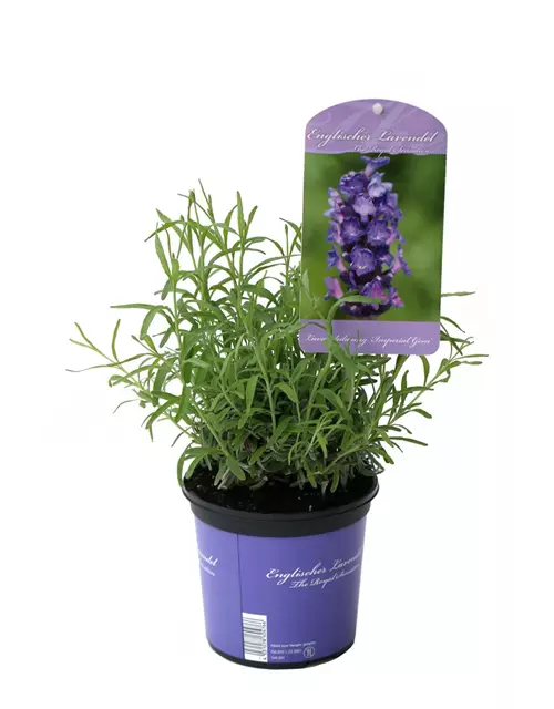 Lavandula ang. 'Imperial Gem' (dunkelblau), 12er Set