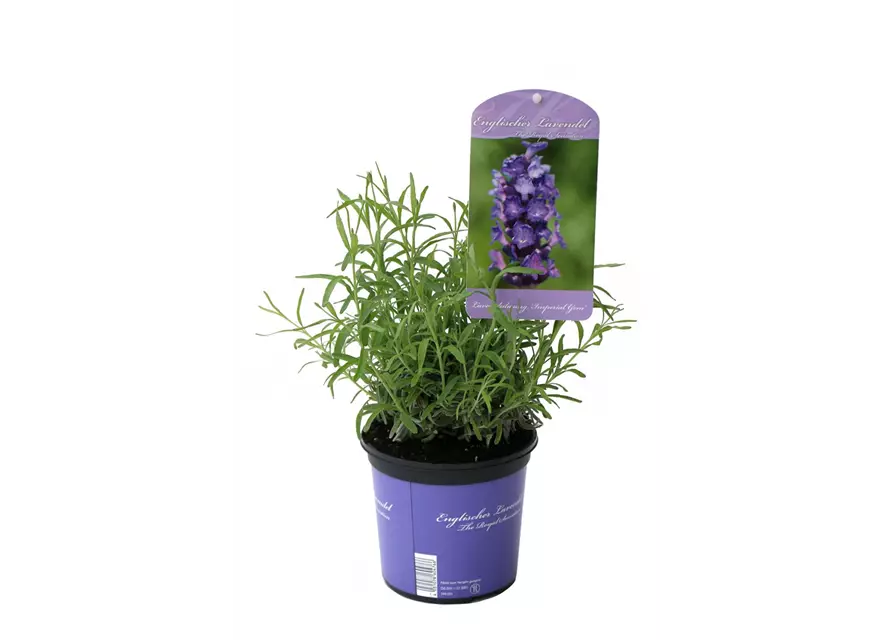 Lavandula ang. 'Imperial Gem' (dunkelblau), 12er Set