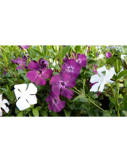 Vinca minor 'Austria'® (rot-weiß), 6er Set