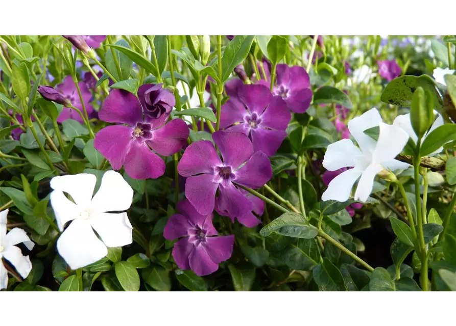 Vinca minor 'Austria'® (rot-weiß), 6er Set