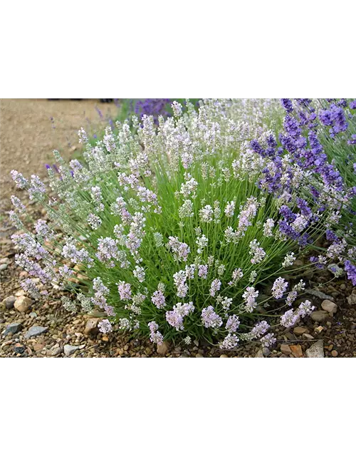 Lavandula ang. 'Lady Ann' (rosa), 12er Set