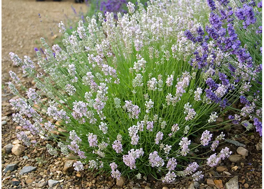 Lavandula ang. 'Lady Ann' (rosa), 12er Set