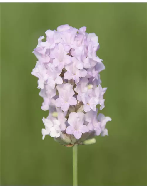 Lavandula ang. 'Lady Ann' (rosa), 12er Set