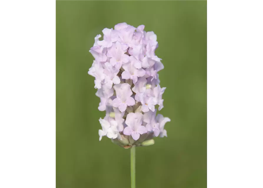 Lavandula ang. 'Lady Ann' (rosa), 12er Set