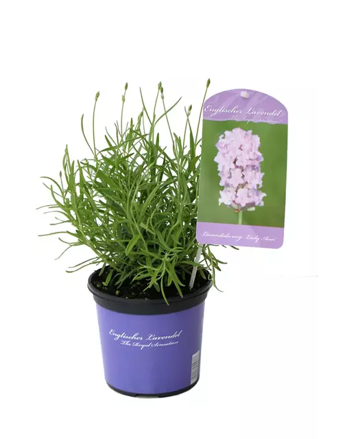 Lavandula ang. 'Lady Ann' (rosa), 12er Set